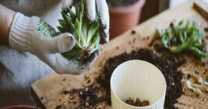 Read more about the article Gartenpflege leicht gemacht: Tipps für die optimale Instandhaltung Ihres Gartens